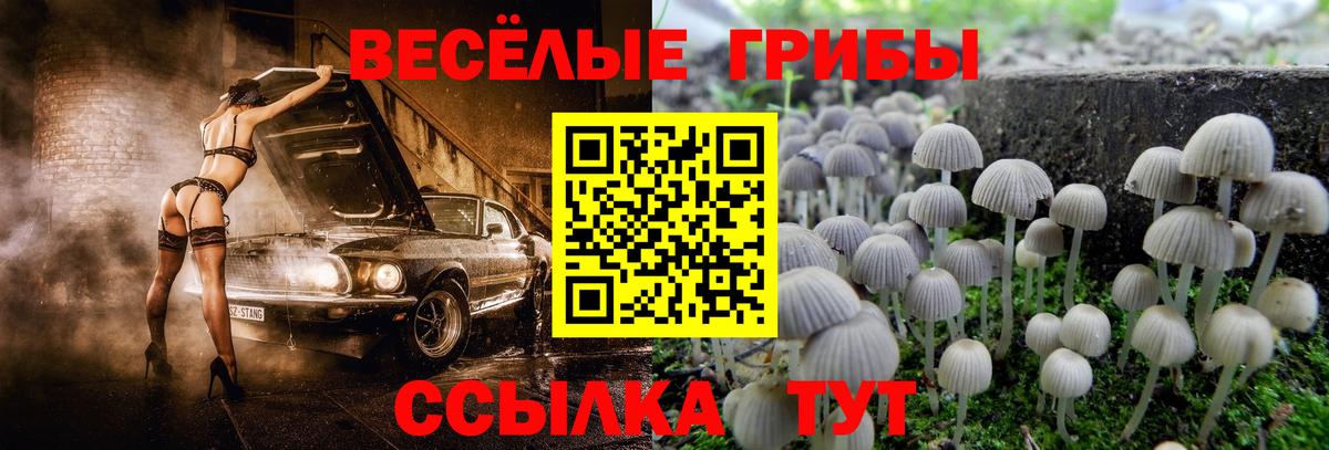 Галлюциногенные грибы GOLDEN TEACHER  Вход с VPN  Зеленокумск  Псилоцибиновые грибы Cubensis 
