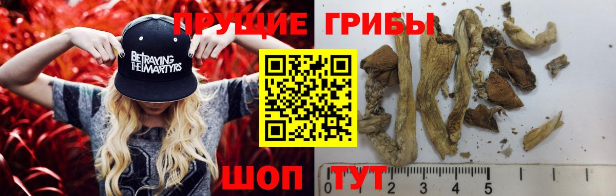 Галлюциногенные грибы Psilocybe Зеленокумск