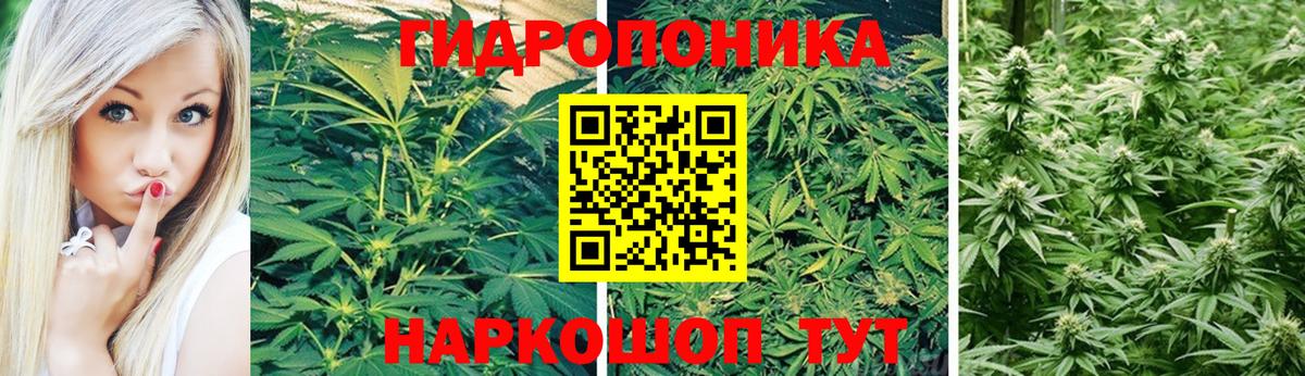 Шишки марихуана Amnesia Зеленокумск